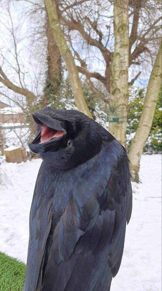 The_Regal_Raven's tweet photo. It's better upside down https://t.co/knVUxnuzpP