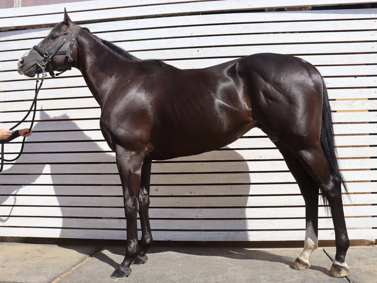 sat_auction's tweet photo. #ヒビキ 
父ドゥラメンテ。JRAダート4勝の元OP馬。昨年5月の越後S(ダ1200)では0.2秒差3着と、能力の高さは間違いありません。
前々走のA2特別戦(ダ1200)では4着。衰えている感じはありませんが、陣営からは「馬が自信を失くしているかも。本当はもっともっと力があるはず。環境を変えて噛み合う条件で心機一転頑張ってほしい」とのこと。
どこへ行ってもクラスは上ですが、地方重賞でもやれるぐらいのポテンシャルは持っているので、今後の活躍に期待しています。
https://t.co/KXq2faLrFd