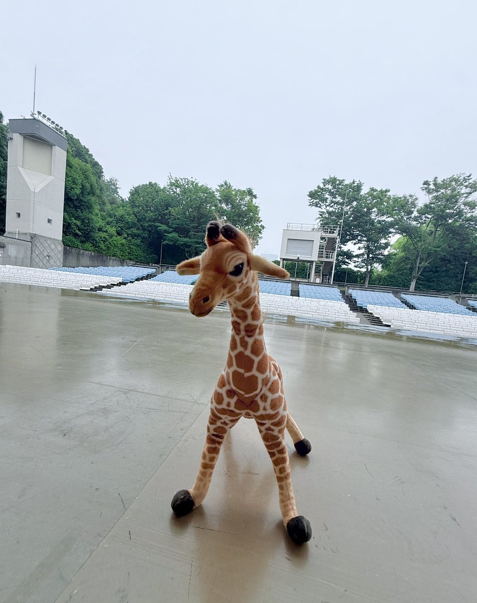 regal__kirin's tweet photo. 明日6月21日は #世界キリンの日

ぼくからお知らせがあるよ🦒 https://t.co/AsRzVBsNQ2