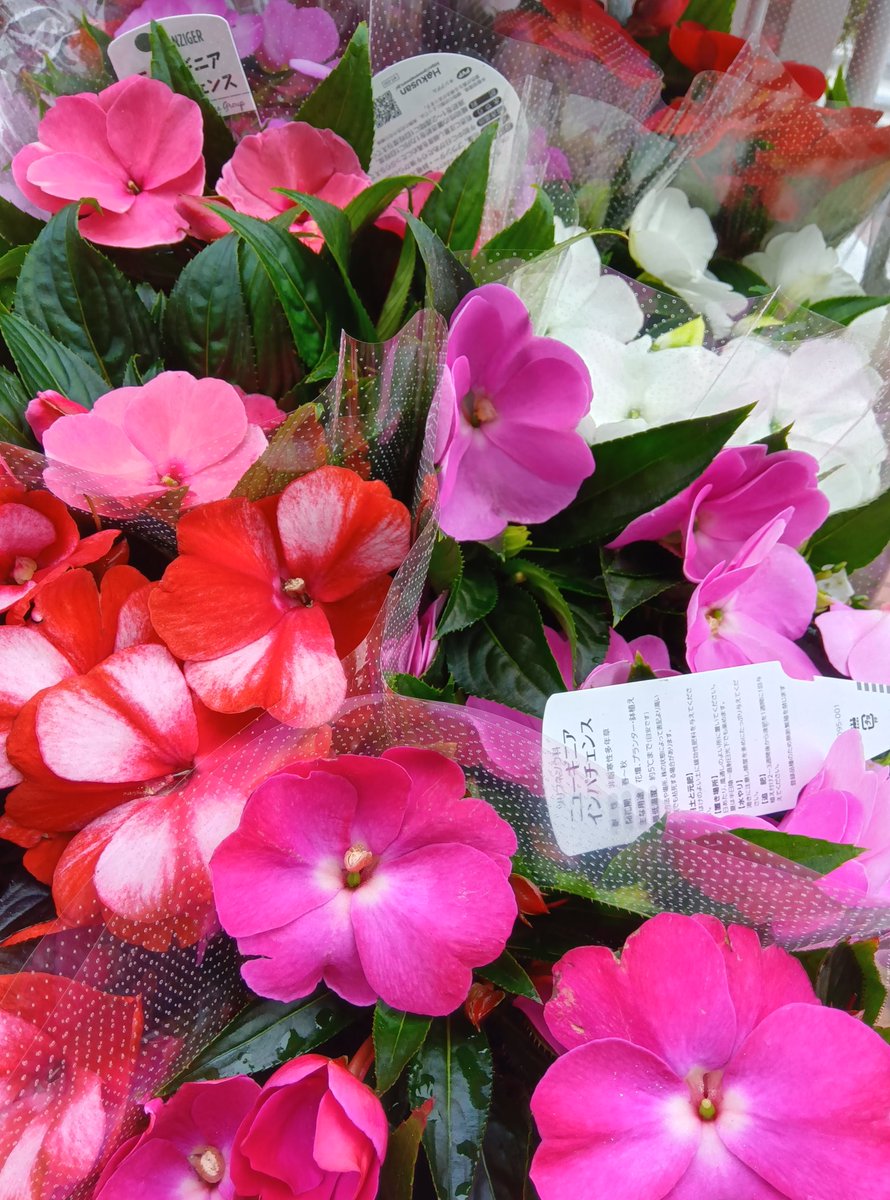 希少　レア ビリケン商会　フランケンシュタインの花嫁　ミイラ付　ハマハヤオ 鉢花が入荷しております 本日のおすすめは、ブーゲンビレア