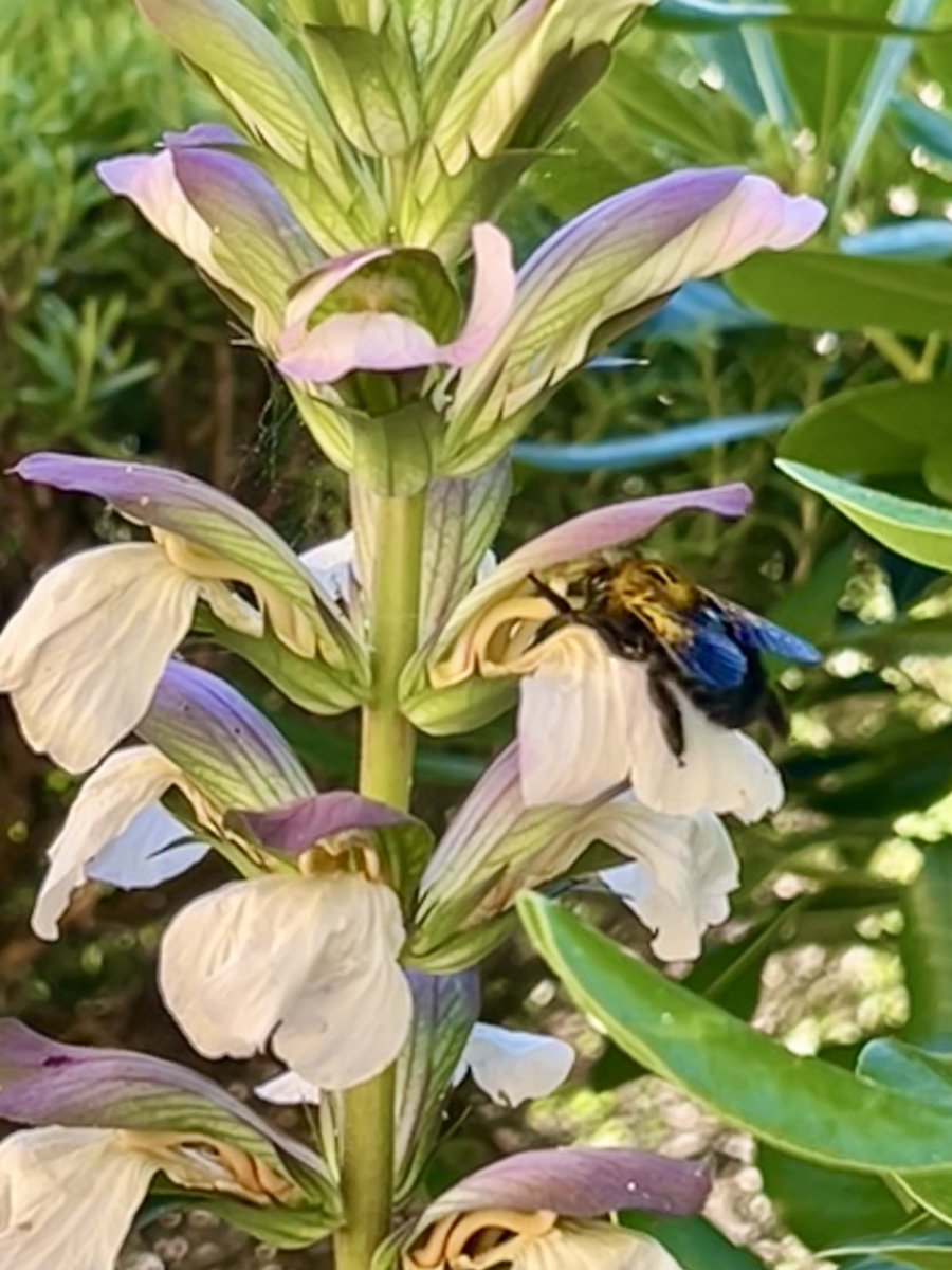 isotta_m's tweet photo. Breakfast early in the morning 🐝
#Matelica https://t.co/XM21iqRF3F