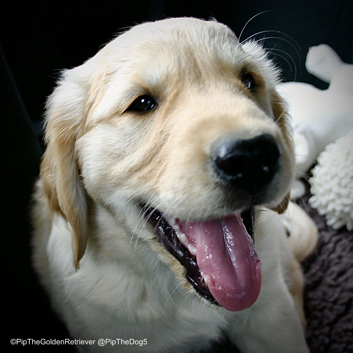 PipTheDog5's tweet photo. 😃🐶❤️
For old time’s sake… a happy Saturday smile from Pip the golden puppy, aged about 8 weeks.
#WeekendSmiles (memory from 2010) 📸 https://t.co/cnIaB5m5oM
