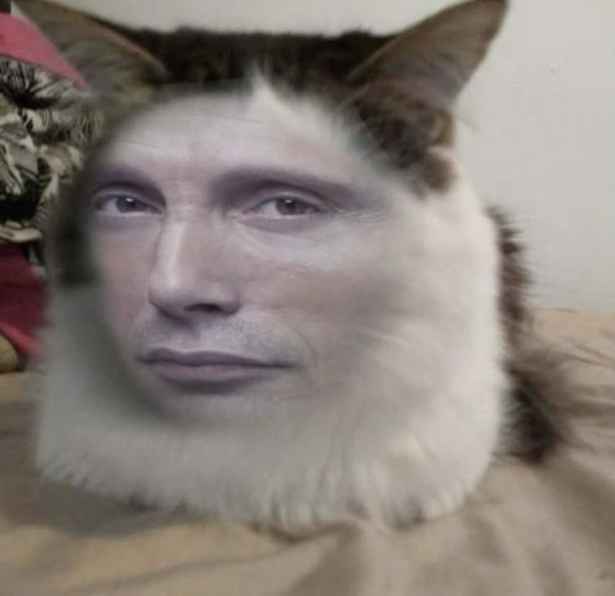 sky_schizocat's tweet photo. me watching my oomfs follow but no interact 👁️👁️ hello there silent ones
#moots #sh3dtwt #emotwt #dmpls https://t.co/q47dubeXR9