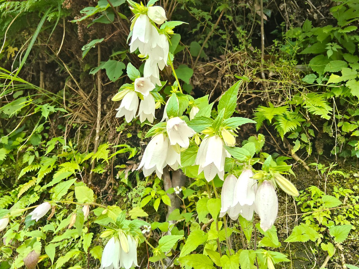 seiwanomori's tweet photo. 梅雨らしい天気が続いていますね

アジサイとホタルブクロが開花しています😊 https://t.co/yNIjiHPKcZ