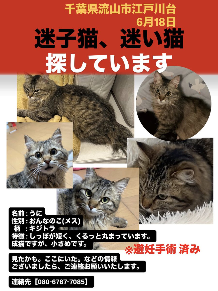 Miki tweet media
