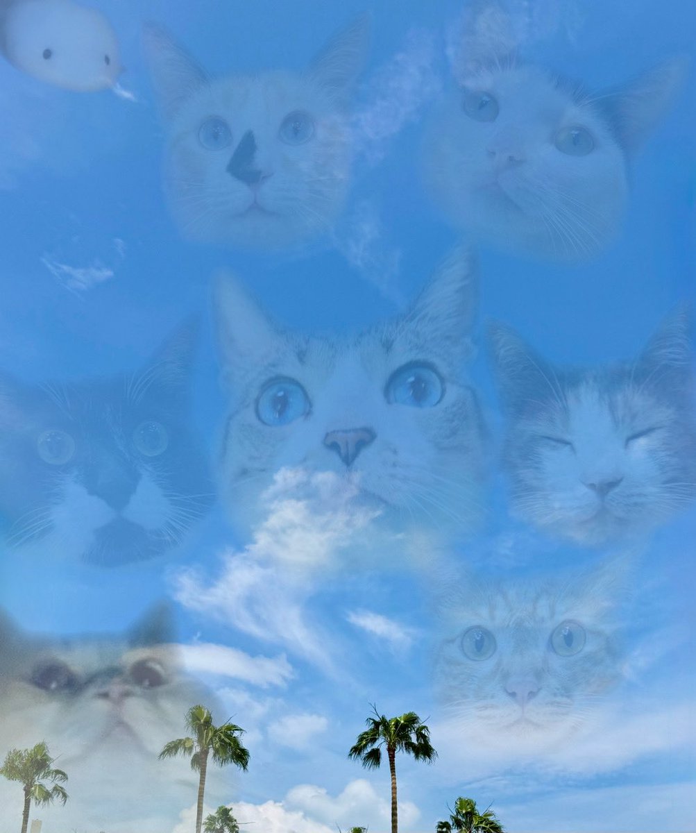 omochi_nam01's tweet photo. 7時間かけて帰省した宮崎。青空を見上げて思うのは、やっぱり猫のことばかり。 https://t.co/Y6pk3RyrCG