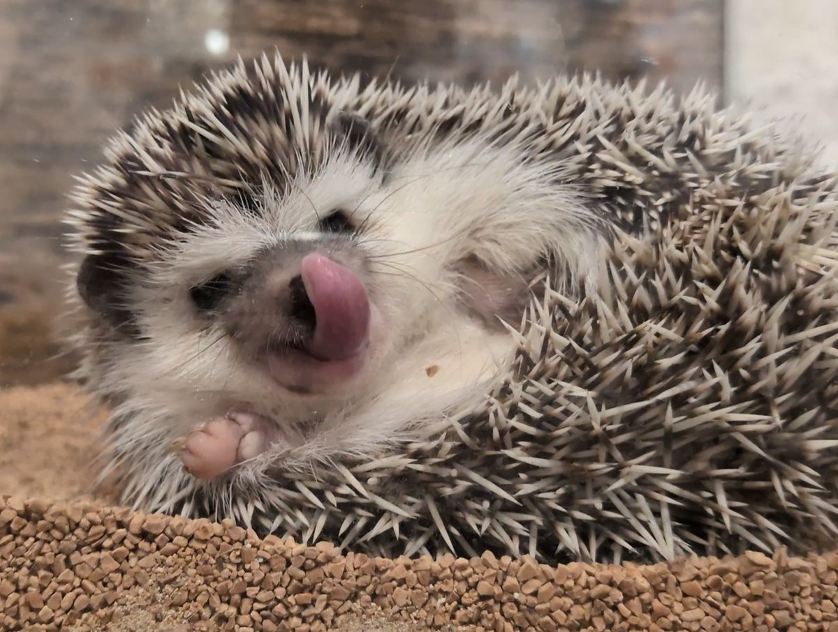 cafeharrywood's tweet photo. 🦔「ふんふん」
🦔「これはおやつ！」
🦔「ペロリ」

舌がとっても可愛い『わらびちゃん』でした～🦔

#ハリネズミ #고슴도치 #刺猬 #hedgehog #動物カフェ #ハリネズミカフェ #名古屋 #nagoya #可愛い #可爱 #cute #귀여운 #癒し #visitnagoya #hedgehogcafe #animalcafe #petcafe #kawaii https://t.co/SFMCSKiPnE