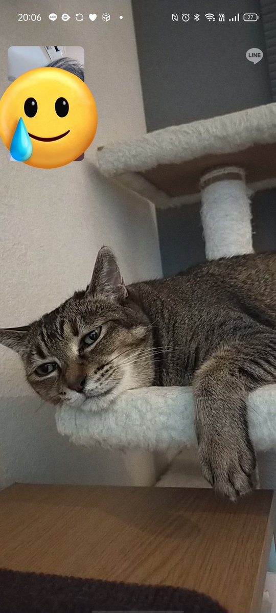 edamomo22's tweet photo. 出張中の夫が猫の顔を見せてと言うのでカメラを向けたけど、必死の呼びかけにもつれない態度のアビー。 https://t.co/9WmT20AE93