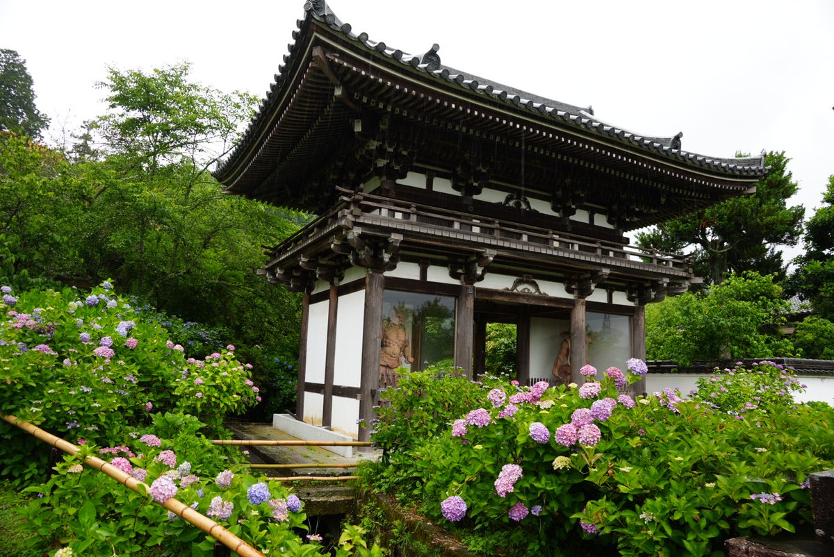 palmtree1919's tweet photo. 福知山の觀音寺
ここは紫陽花で有名なお寺です

#紫陽花͛ https://t.co/5OiIg5R0gf