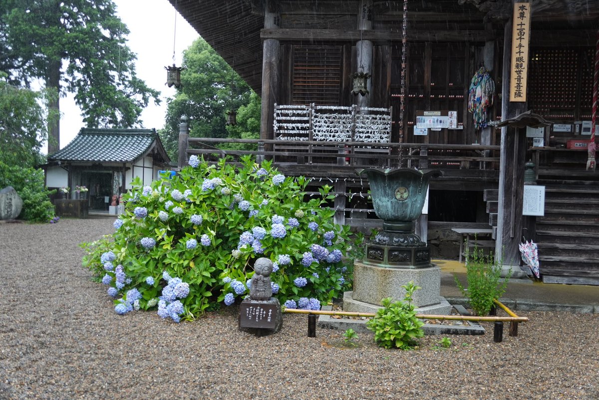 palmtree1919's tweet photo. 福知山の觀音寺
ここは紫陽花で有名なお寺です

#紫陽花͛ https://t.co/5OiIg5R0gf