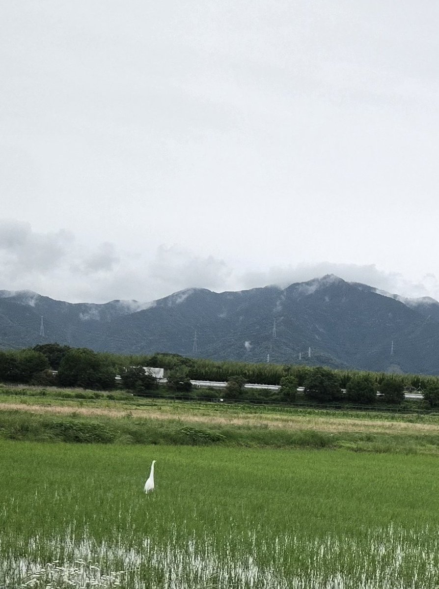 SatoLun05's tweet photo. 一日雨🌂かな❓
シロサギちゃんみーけ😍

うにが入ってると
買いたくなる～
うまーうま

休みだと夜更かししてしまう
ので昼間のビール🍻は
キクー
お昼寝しよっと https://t.co/FDENsXfCtq