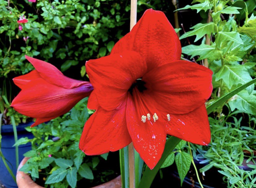 dam_Cornwall's tweet photo. Hello and good morning world, looks like it’s going to be a another beautiful day, my Hippeastrum 'Red Lion' amaryllis which has been grown in pot in my garden for the last four years, is doing it’s thing, enjoy. #amaryllis #beautifulflowers #gardning #photograph https://t.co/HsPm78BwIM
