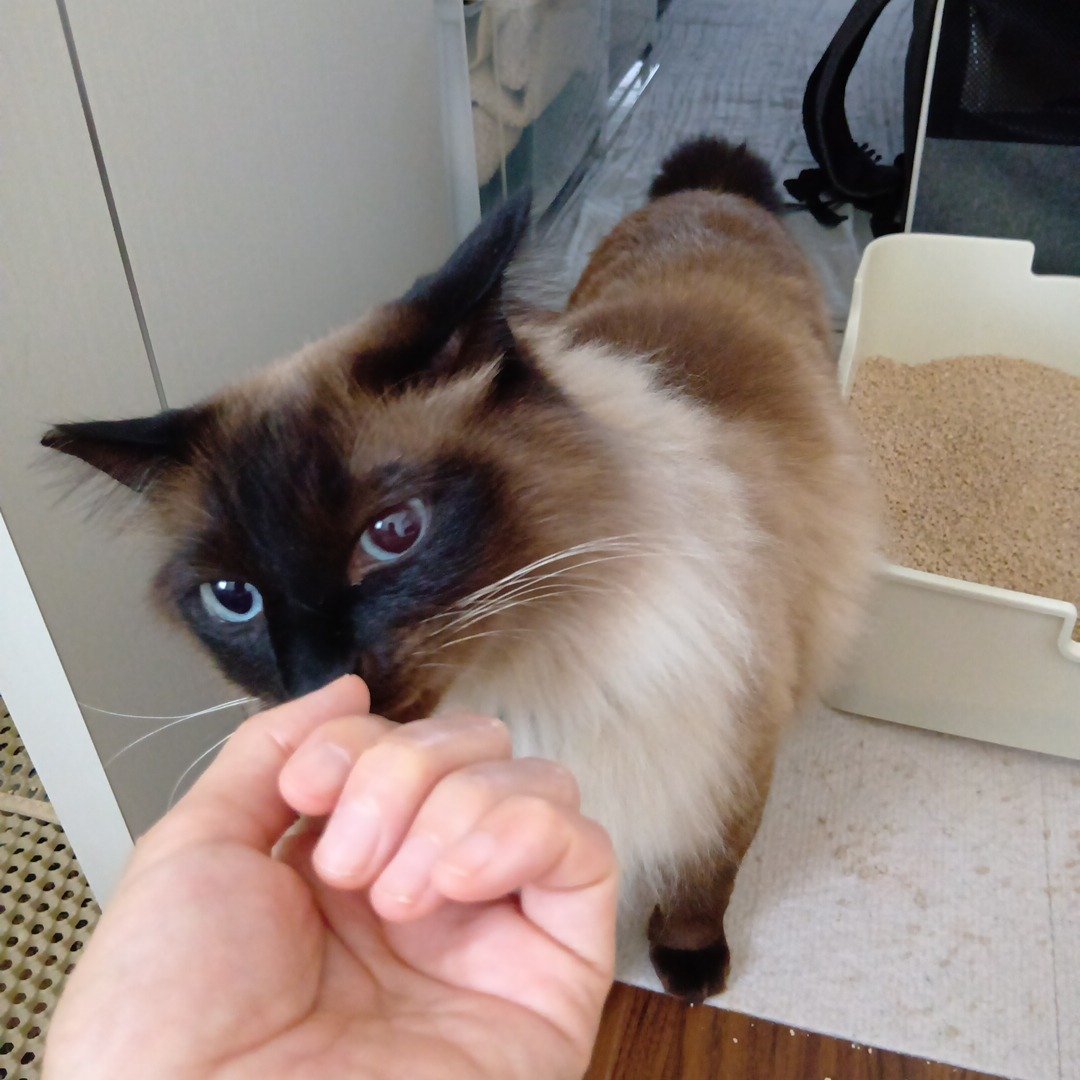 petitmol's tweet photo. うつくしいグラデーション😻

ねこ　タロイモ

訪問型のペットのお世話
#ペットシッターぷち 
変わらない環境だから安心 
いつものおうちでおるすばん 
#静岡 #藤枝 #焼津 島田 吉田 https://t.co/JX5AAW58gw