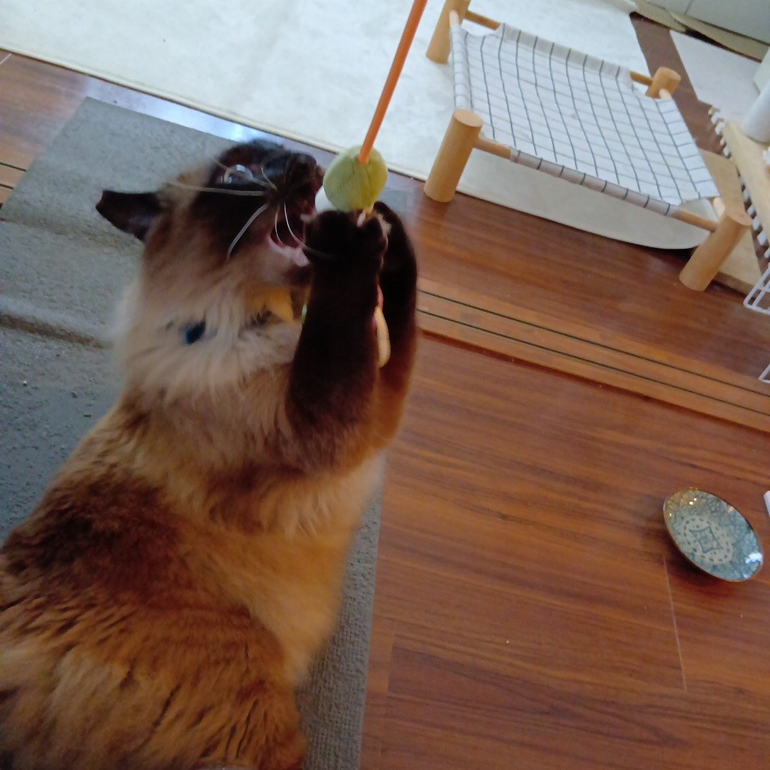 petitmol's tweet photo. うつくしいグラデーション😻

ねこ　タロイモ

訪問型のペットのお世話
#ペットシッターぷち 
変わらない環境だから安心 
いつものおうちでおるすばん 
#静岡 #藤枝 #焼津 島田 吉田 https://t.co/JX5AAW58gw