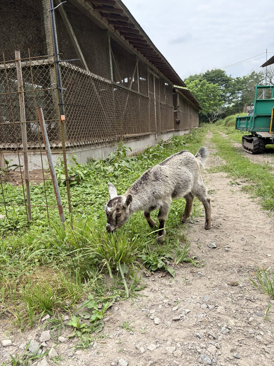 farmbuffo's tweet photo. ヤギの個性なのかなんなのか、お母さんと離れても全然へっちゃらな子

なんなら、年が近い子ヤギがいる他の親子にくっついて移動してる
お母さんも全然呼ばないから、この子の個性とゆうより、ヤギが増えた事で群れとして生活してるから、離れる事を怖がらない

やはり群れの生き物なんだな https://t.co/q5oAItxT92