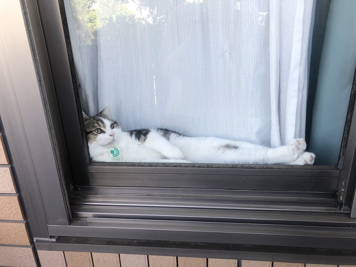 emireon327's tweet photo. @neko_magazine ねこの名前：レオ
飼い主の名前：レオママ

#夏のねこまつり2026 https://t.co/FFABSvdaHf