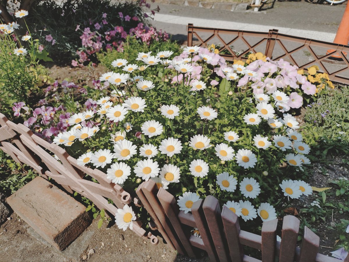 823_htm's tweet photo. 街路の花たち https://t.co/RTUWPDhJS8