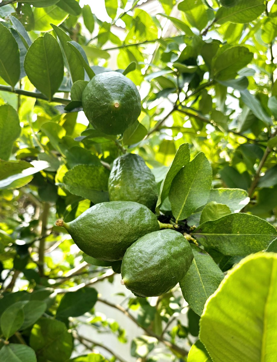 v1mpala's tweet photo. Just had the first sun-warmed mango of summer — sweet, juicy, and pure joy in every bite! https://t.co/OCiDz2pe6k