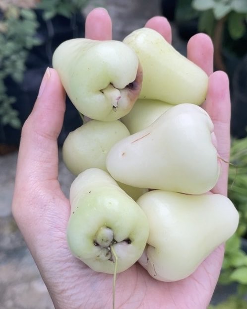 tiyav_'s tweet photo. Ngubek2 galeri mau ikutan #WeekendBuah, malah sadar ternyata cuma nanas satu2nya buah yang pernah gue bikin jadi kue (nastar). Jadi dumping foto buah random aja yang ada di galeri https://t.co/dwKYYHgLuy
