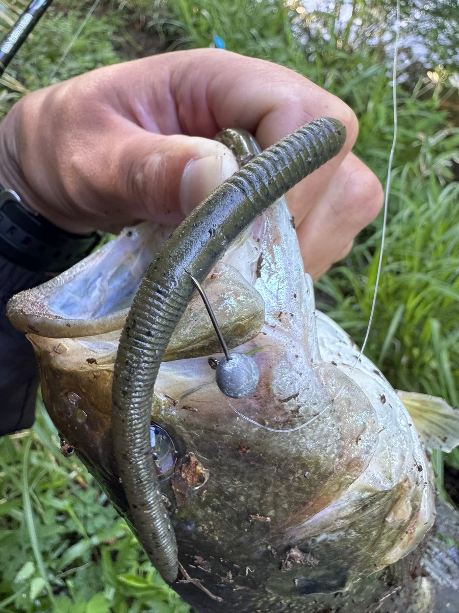 373shoeimaru's tweet photo. いつぞやの🎣
ひたすらバスを釣り続けた時もありました笑
イージーラボ シェイキンテールのインチワッキーで！
その他、綺麗なバス達に遊んでもらいました！
#バスフィッシング
#イージーラボ https://t.co/zGlmtLkvdZ