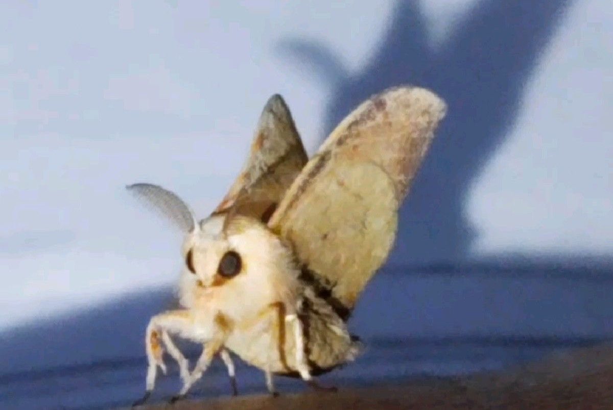 motheinsect's tweet photo. just chilling https://t.co/E0WDp6BvP8