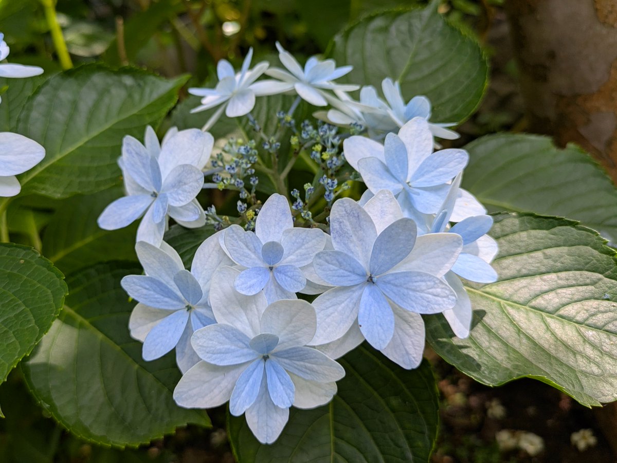 紫陽花 紫陽花 2026🌿 #NoWar ☮ #北鎌倉 2026.6.17 📷
