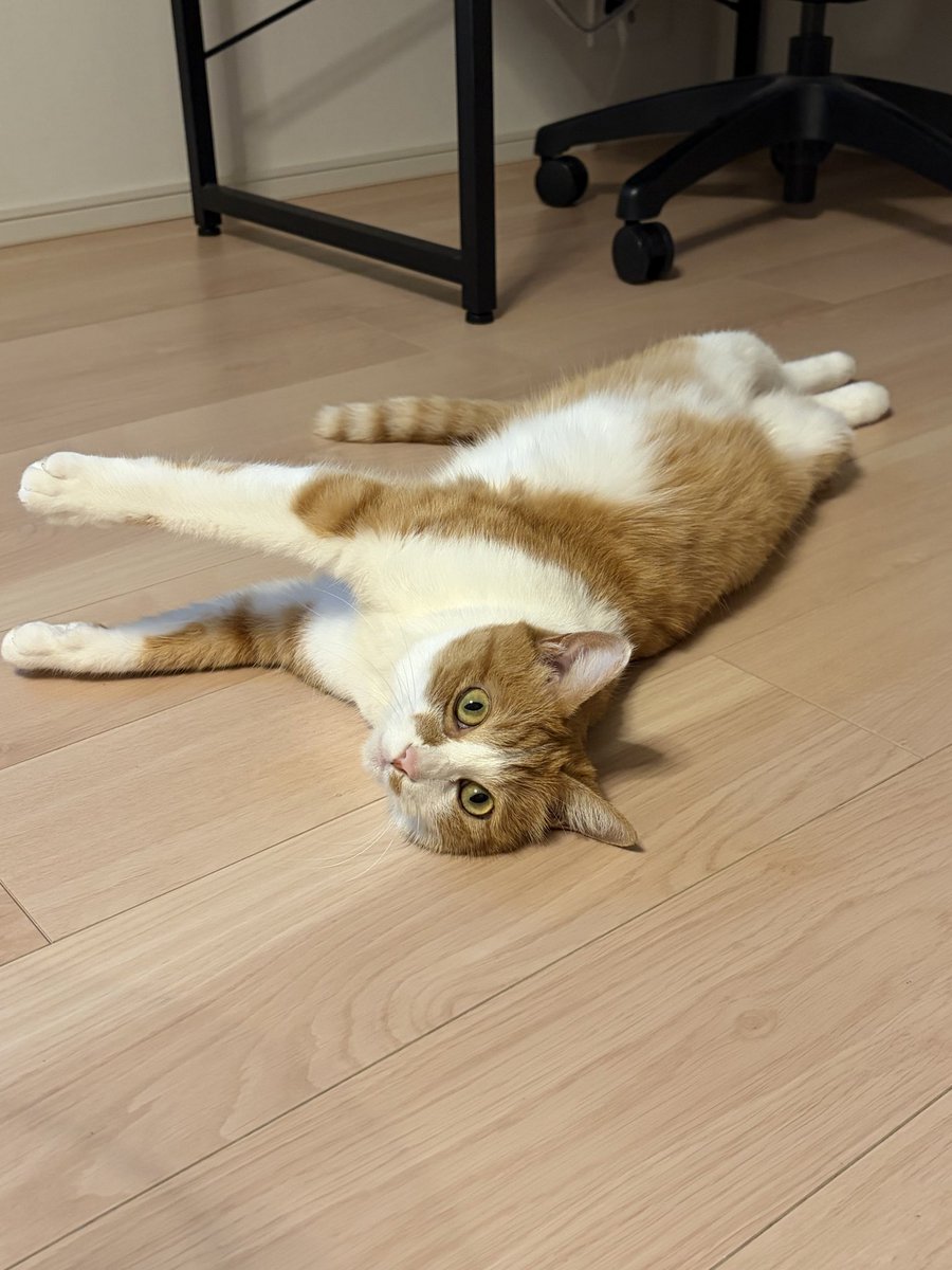 catlatte39's tweet photo. @neko_magazine ・ねこの名前  モカ
・飼い主さんのお名前  MIKI https://t.co/197ejo6fjk