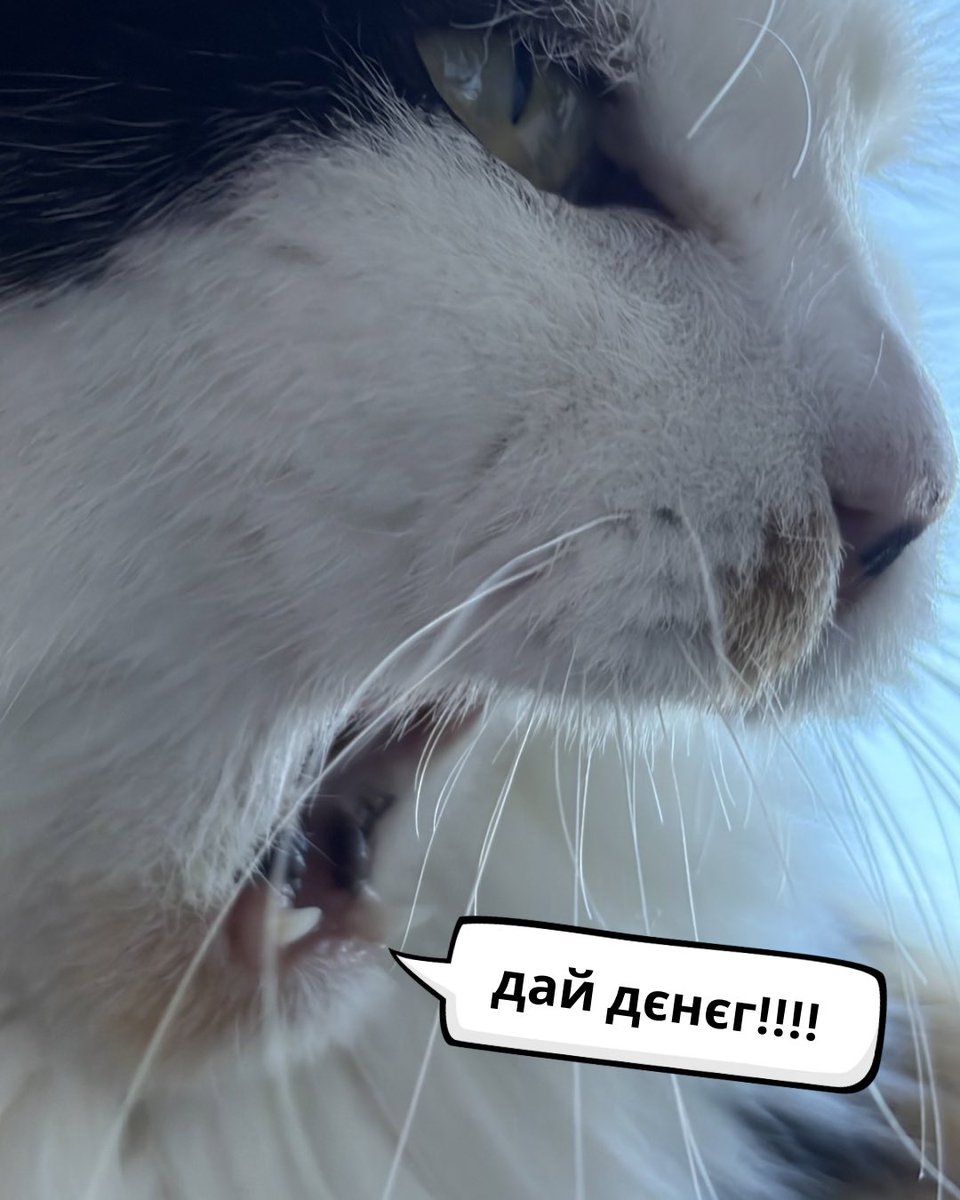 perrihorobets's tweet photo. друзі, Тріксі просила вам шото передать

гроші казала надсилать сюди https://t.co/KON1DwzLeK https://t.co/HBVNT7NzKr