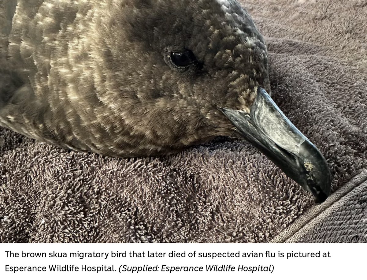 DrTOMontgomery's tweet photo. #BirdFlu

This is news we've been dreading:

First case of the deadly H5N1 avian flu confirmed in mainland Australia.

A sick brown skua was found on a beach near Esperance last Sunday.
It was isolated and died later that night.

A second bird, a giant petrel, found exhausted and unable to stand on an Esperance beach on Thursday, has also tested positive for the virus.

What's next?
Australia has spent years and millions of dollars preparing for this.
Extensive efforts are being made to protect the poultry industry from any potential spread of the virus, relying on protocols and training already in place.

What you can do:
It is critically important to report dead or sick birds or marine mammals to the Emergency Animal Disease Hotline on 1800 675 888.
Don't touch them, even if wearing gloves.

Keep pets away from wildlife, including preventing cats from roaming and keeping dogs on leads in wildlife areas.

This must be taken very seriously:

Dr Michelle Wille, a senior research fellow from the Centre for Pathogen Genomics at the University of Melbourne, said everywhere this virus has gone, "mass mortality events" in wildlife follow.