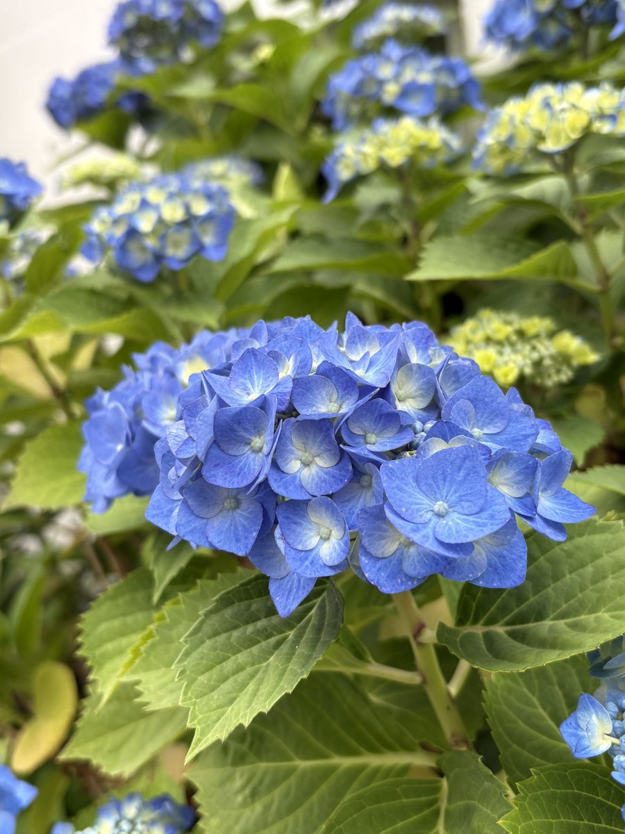 flos_Luuna's tweet photo. 紫陽花が綺麗な季節で好き https://t.co/YUEv37gwam
