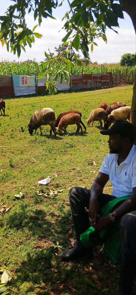 Arsen_Gidraph4's tweet photo. @amerix #MascalinitySaturday 
I dropped betting and Picked This;!!
Your Ewe @amerix is set on August..inizalie kwanza. https://t.co/TV7EdQ1c19