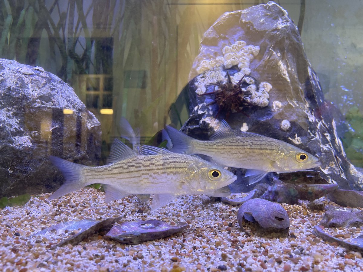 Iskander_Eikawa's tweet photo. ホワイトバス（Morone chrysops）とストライプドバス（Morone saxatilis）の雑種 https://t.co/Ltfrsm4ysf