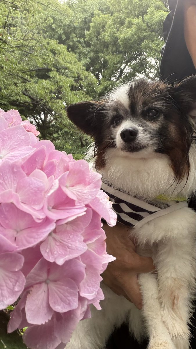 papillon3260's tweet photo. 昼間も雨…🐾
アンヨ汚れたからお湯持参🥹
#昼んぽ
#雨んぽ
#パピヨン
#シニア犬
#保護犬 https://t.co/mlG1rSRnk3