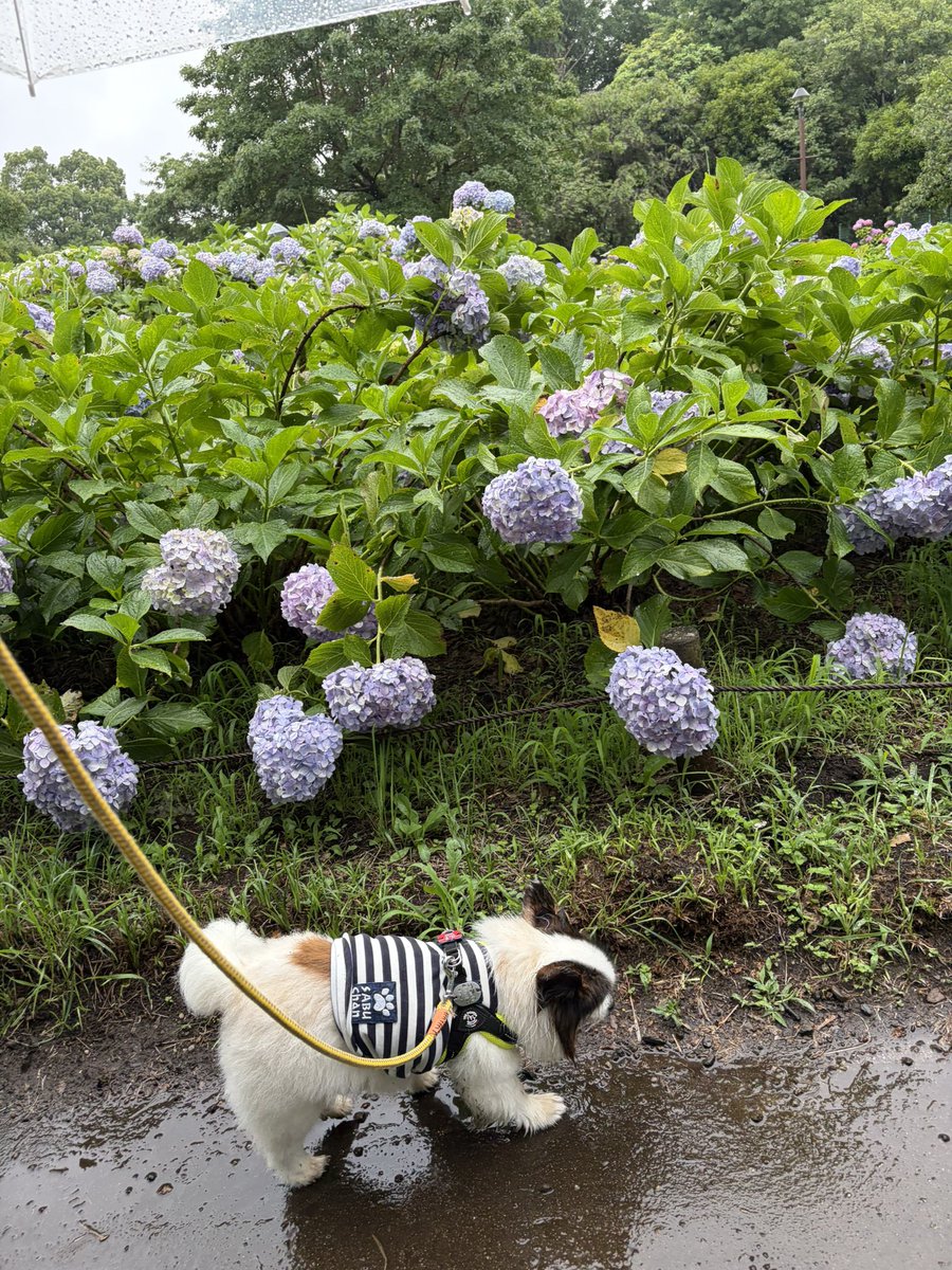 papillon3260's tweet photo. 昼間も雨…🐾
アンヨ汚れたからお湯持参🥹
#昼んぽ
#雨んぽ
#パピヨン
#シニア犬
#保護犬 https://t.co/mlG1rSRnk3