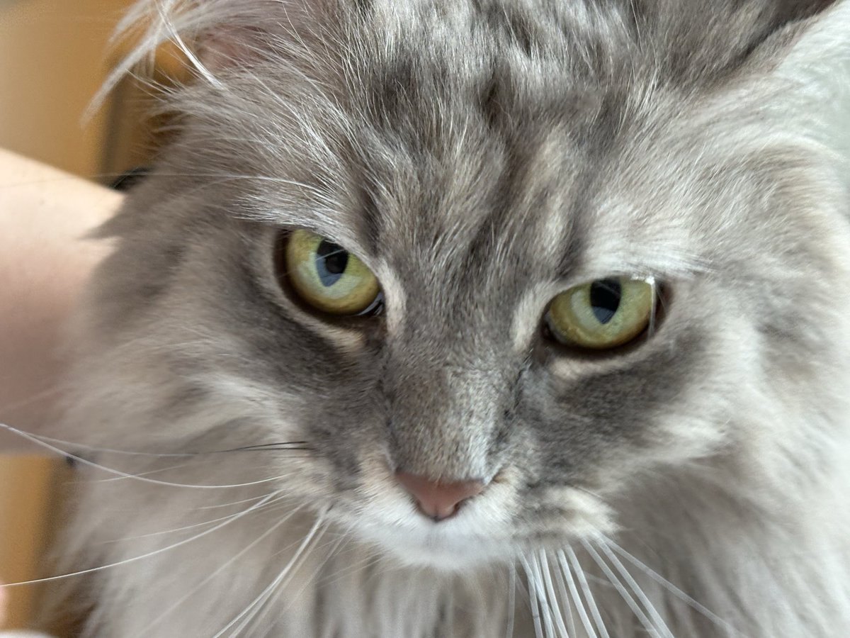 シャル太郎と4匹のメインクーン🐈‍⬛ tweet media