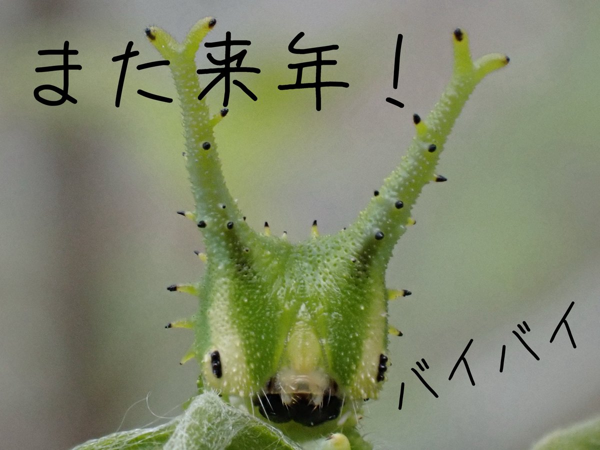 chooootaro's tweet photo. 絵本オオムラサキのムーくんを読みながら、本物のオオムラサキを見て触れてもらう出前授業in福山！
虫好きな子どもたちに、絵巻えほん虫をプレゼント！
タダサトシさんの愛情がこもった手書きで、チョウ長い絵巻えほん、喜んでもらえました。
@TadaSatoshi6464 @kogumasha_ehon https://t.co/jZbvqcVmzW