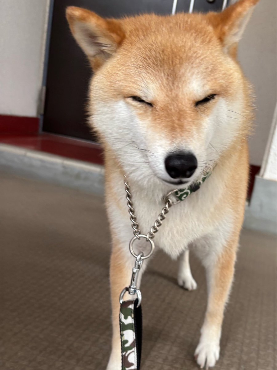wakewakame1003's tweet photo. ボケボケで…換気を玄関全開でしてしまい犬脱走

外探して見つけれなくて💦
いっこ上でくつろいでた
ほ https://t.co/Js5xHIeh3s