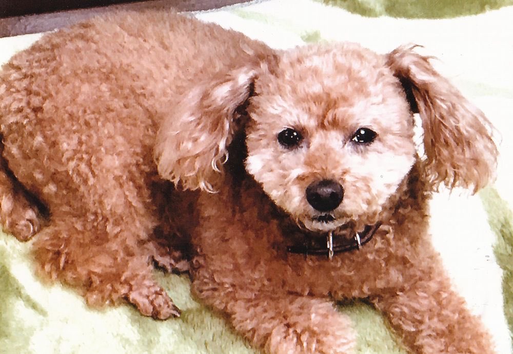 aipeteden's tweet photo. イチゴちゃん　享年18歳
2026年6月20日、愛ペットエデンにて永遠の眠りにつきました。
安らかな旅立ちを、心よりお祈りいたします
⬇️⬇️⬇️
https://t.co/wLcvk1r5Bw
#ペット火葬 #ペット霊園 #ペット葬儀 
#福岡のペット火葬 #福岡のペット霊園 https://t.co/i6DFhfJU6Y