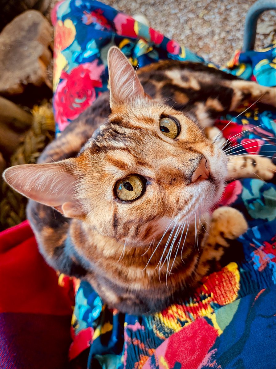 JR_Dickenson's tweet photo. All eyes on Rocco for #Caturday https://t.co/qmLW4lFyhr