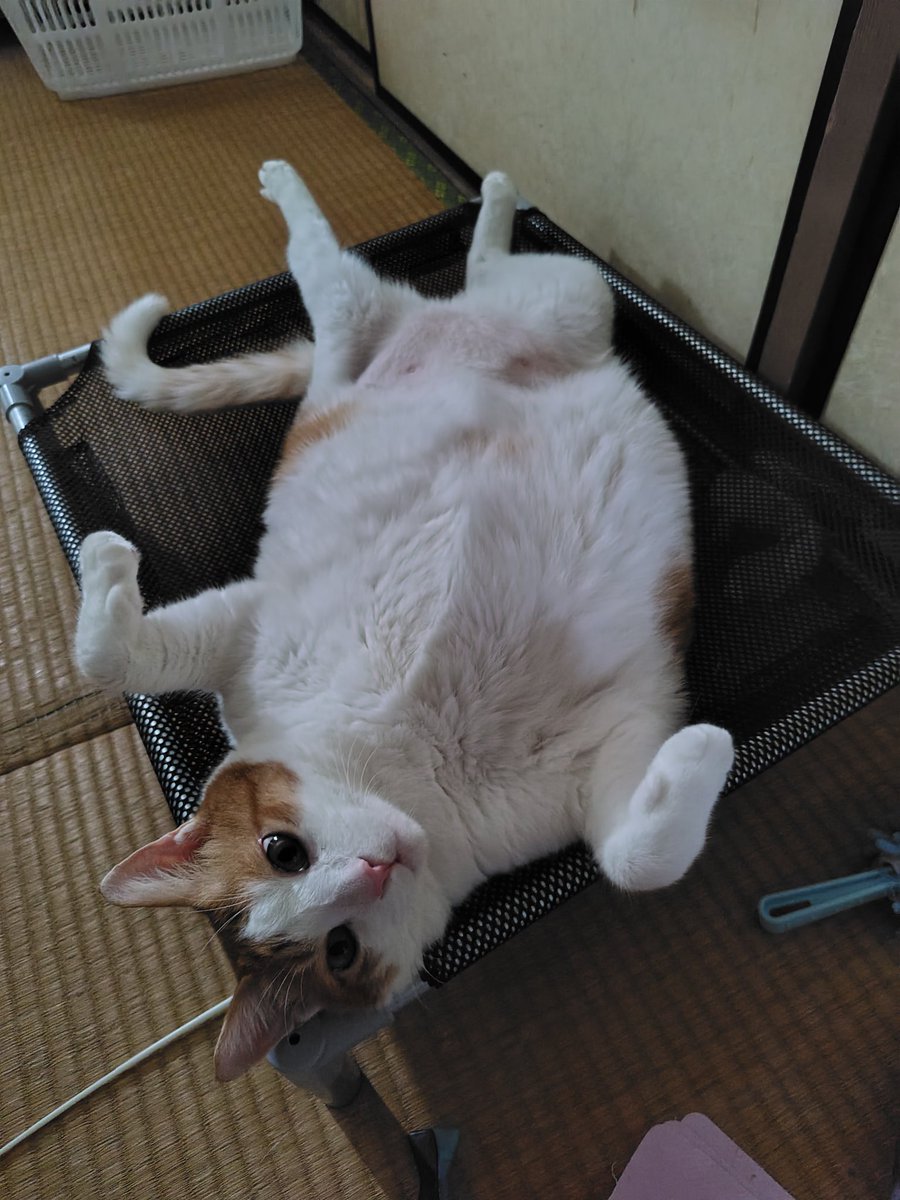 hiro1217222's tweet photo. @neko_magazine じじ

飼い主くりちゃんです https://t.co/Vs29Bhlkio