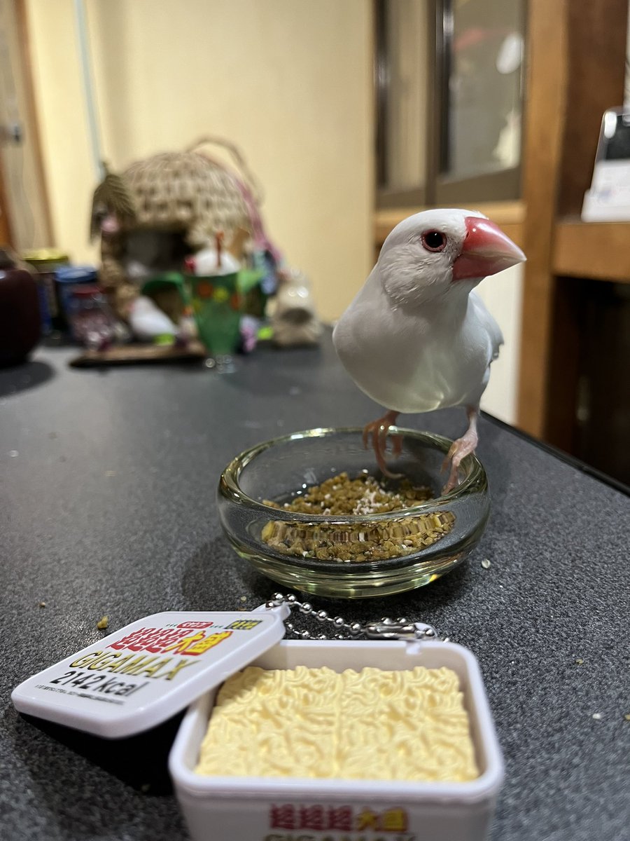 torufin01's tweet photo. ペヤングは後でね https://t.co/aCbaS1rjHB