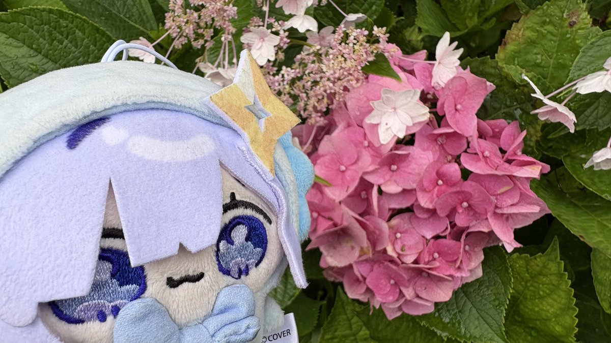 紫陽花だよ、かなたそちゃん