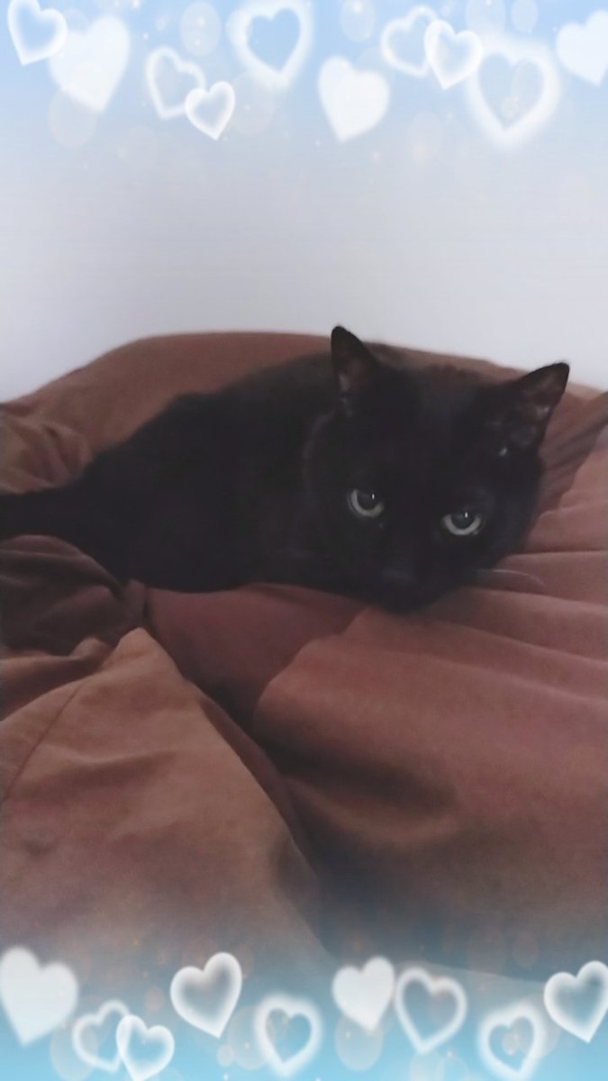 rainofJuly08's tweet photo. 最近友達が入院してしまい一人暮らしだから猫ちゃん2匹置いていけないと心配してたからお世話するからと毎日友達の家に来てるけど猫ちゃん達が待ってるのは飼い主さん🐈‍⬛🐈‍⬛
もう27歳位の子ともう1匹は10歳かな？早く飼い主さん戻って来て欲しいね⸜︎❤⸝‍ https://t.co/OrHpvAD67A