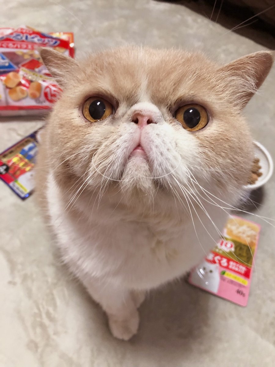 zozoningen's tweet photo. トゥデイは我愛猫ねむたくん♂9歳の誕生日ですおめでとう🐈

大きくなったなぁ。

そろそろ抱っこ嫌いを克服して欲しいものです。

左0歳→右9歳 https://t.co/QO5dLIrTRi