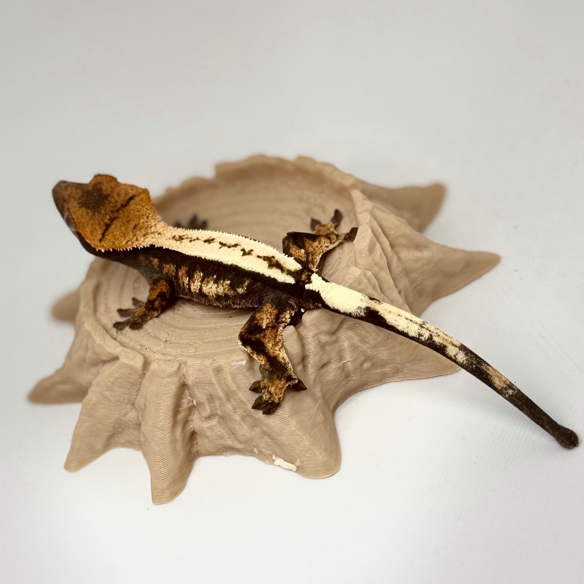 RadEye_Cresties's tweet photo. E:2025.11.2→H:2026.2.10
セーブル ♀

かわいい

#クレスフェス 
#crestedgecko  
#RadEye https://t.co/SN0BKIaRlR