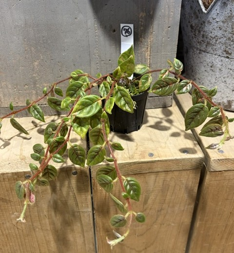 hobby_green's tweet photo. 【ネット販売のお知らせ🌱】
本日も続々入荷中♪

https://t.co/6CjT1VVV8d

���ひご覧ください！
＊写真＊
★コルムネア　ミノール
★コルムネア　オリエンダンディナ
★コルムネア　ヴェレクンダ
★ブルセラ　パラドクサ https://t.co/Cpp9bsZPrQ
