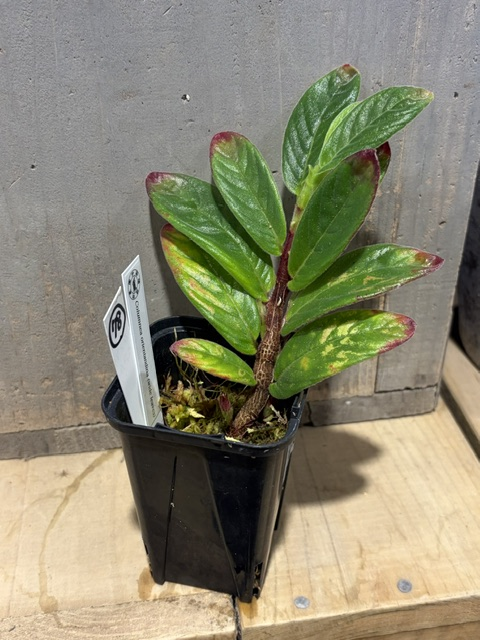 hobby_green's tweet photo. 【ネット販売のお知らせ🌱】
本日も続々入荷中♪

https://t.co/6CjT1VVV8d

���ひご覧ください！
＊写真＊
★コルムネア　ミノール
★コルムネア　オリエンダンディナ
★コルムネア　ヴェレクンダ
★ブルセラ　パラドクサ https://t.co/Cpp9bsZPrQ