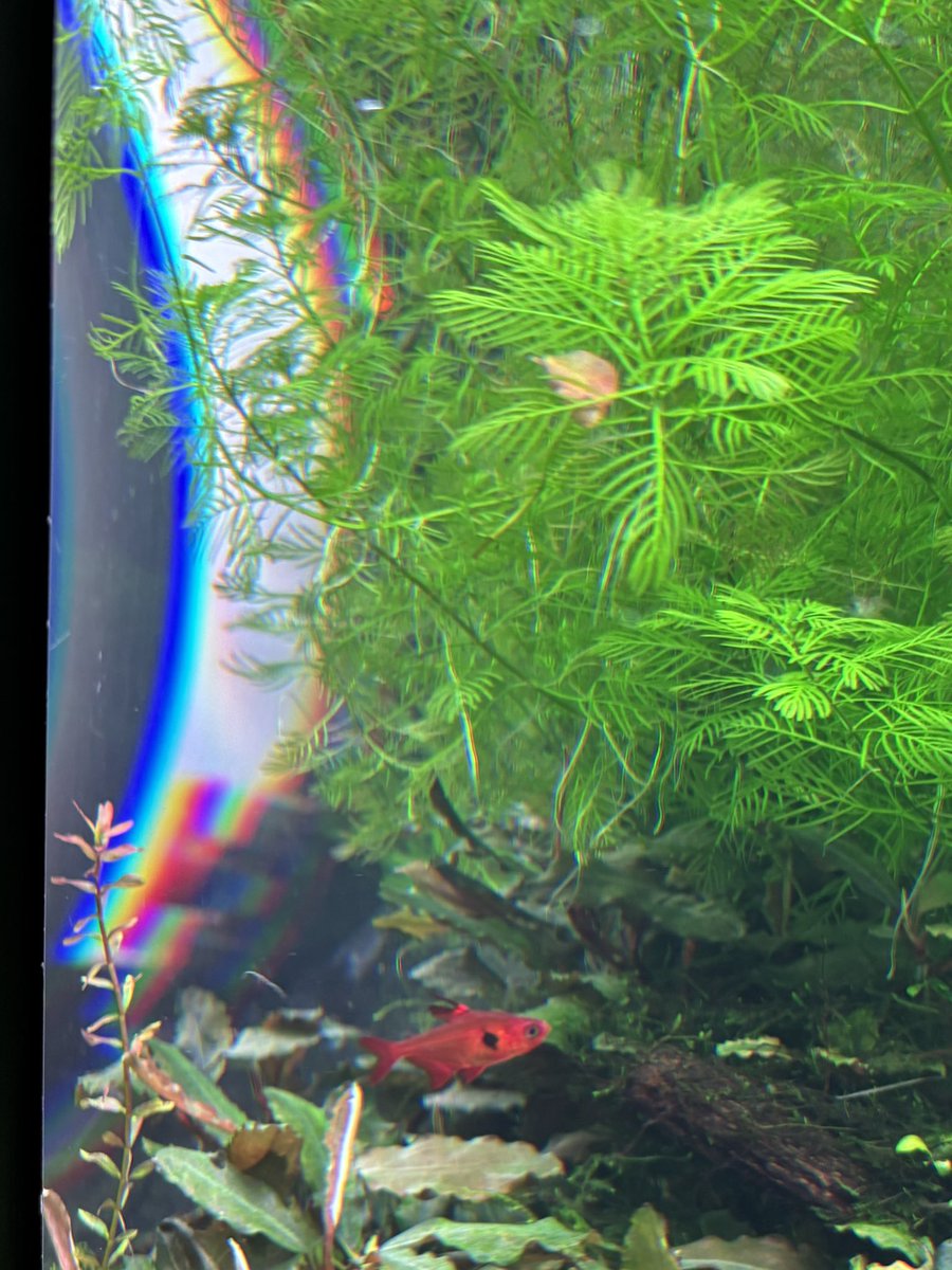 ushiumim's tweet photo. 水族館へ🦭

「水槽の端に虹が見える」が気になったポイント。疑問を一緒に調べながら見るの楽しかった。長男は理系に進むのかなと思ってる https://t.co/Vq9uAyFavR