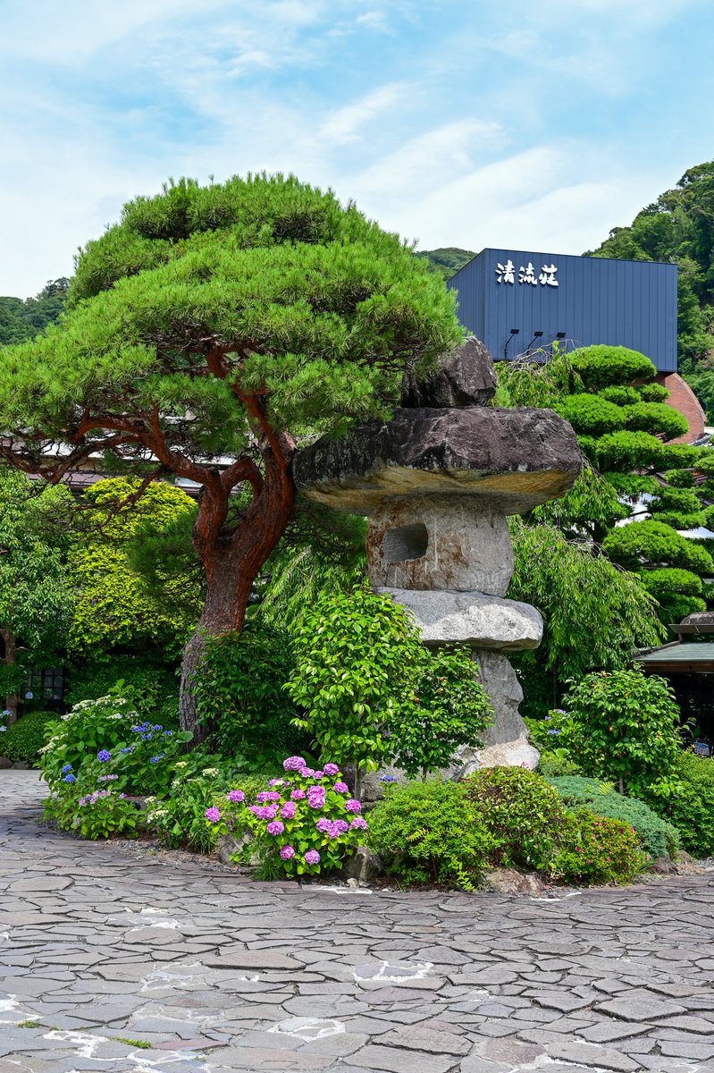 seiryuso's tweet photo. 一雨ごとに緑が深まり、清流荘の敷地内でも色鮮やかな紫陽花が見頃を迎えております💠 https://t.co/hJtf1Ks4L9