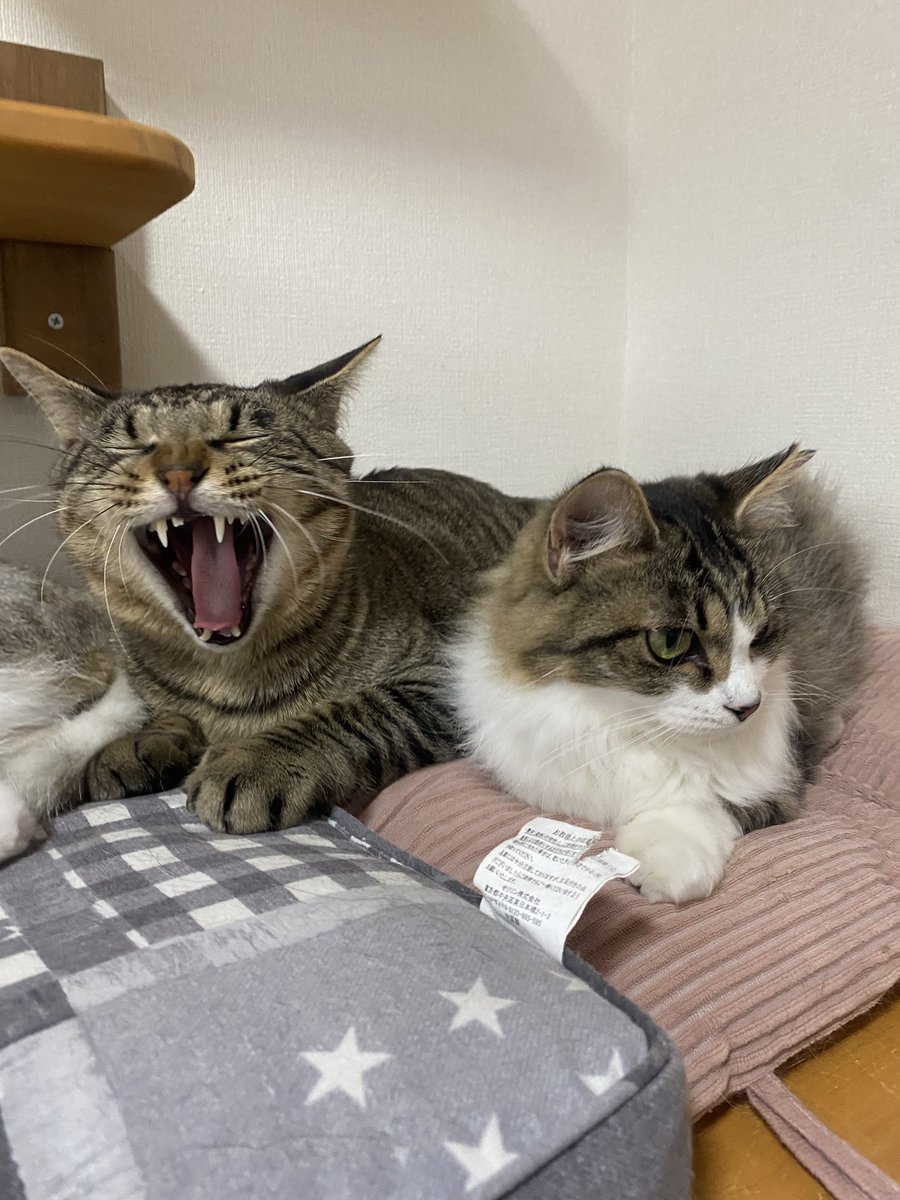 hogonekoroom's tweet photo. ステラちゃんをなでなでしたかったのにチップが割り込んできた（いつものこと） https://t.co/qdNFqBRMET